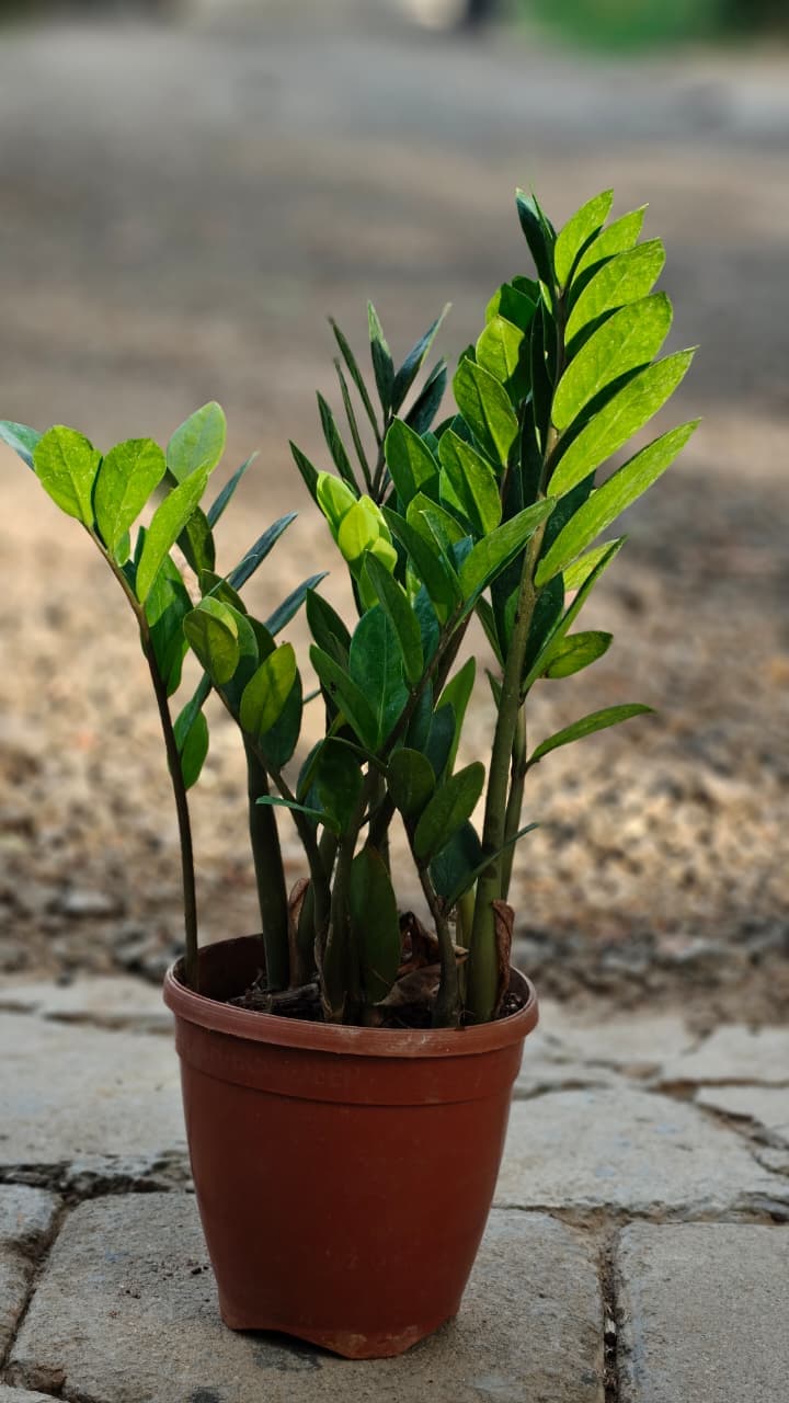 シァルプランツ PranaLivings | Premium Plants for Every Home
